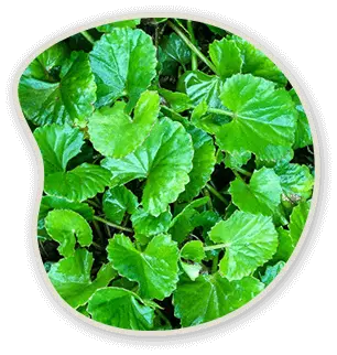 Gotu Kola